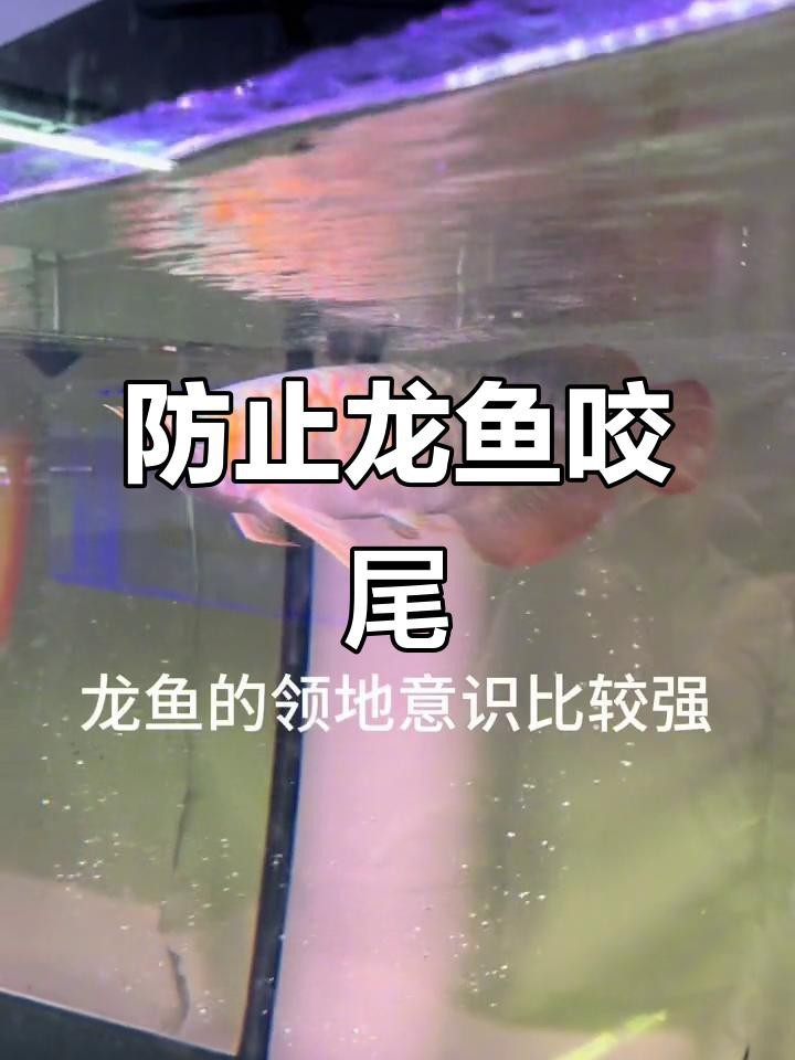 龍魚打架的常見原因有哪些？【魚打架的常見原因主要有以下幾方面】
