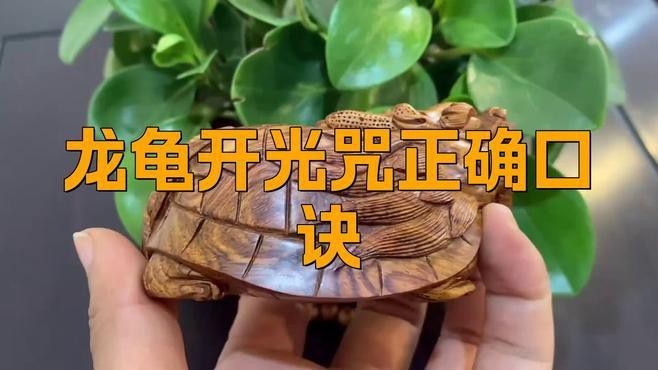 如何判斷龍龜是否開過光？【判斷龍龜是否開過光可從多方面入手，五種方法教你識別真假】 如何判斷龍龜是否開過光？【判斷龍龜是否開過光可從多方面入手，五種方法教你識別真假】 龍魚論壇 第1張
