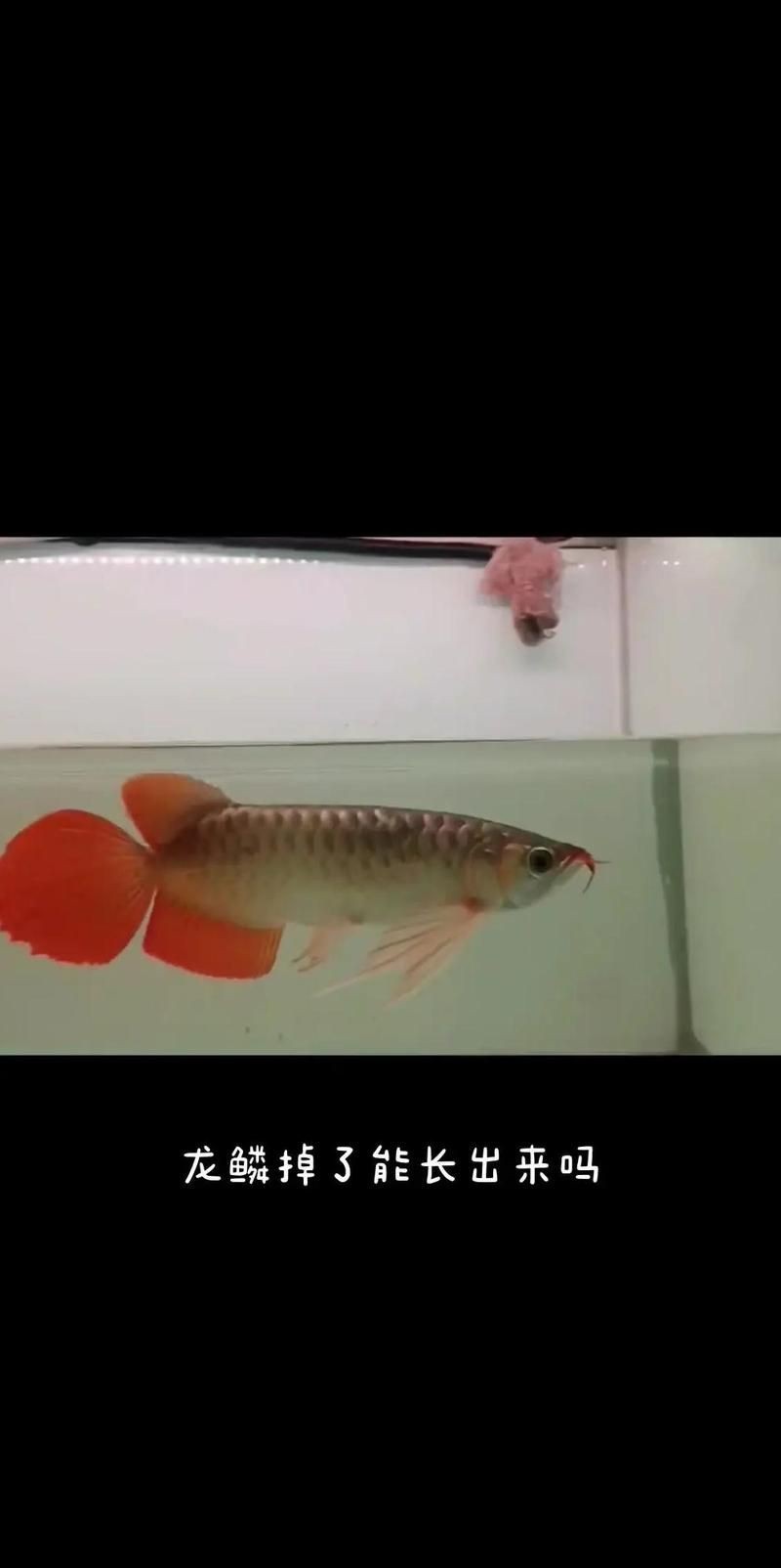 龍魚鱗黑多久能恢復【魚鱗變黑后恢復所需時間因素而異，金魚鱗片變黑是怎么回事】