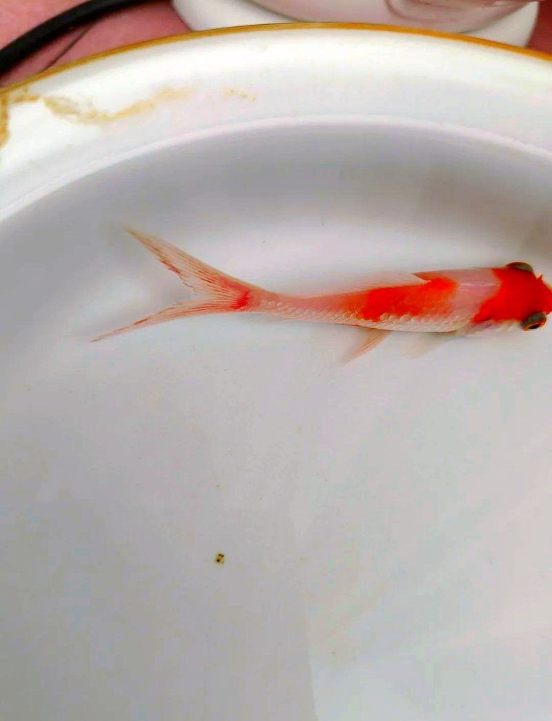 金魚鰭充血最快恢復方法【金魚魚鰭充血怎么辦】