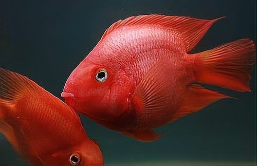 鸚鵡魚裸缸還是放沉木好【鸚鵡魚的飼養方法】