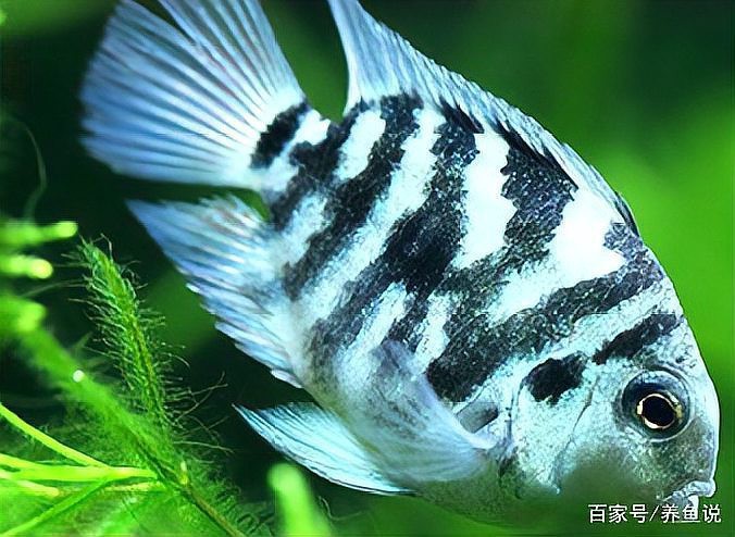 鸚鵡魚裸缸還是放沉木好【鸚鵡魚的飼養方法】 鸚鵡魚裸缸還是放沉木好【鸚鵡魚的飼養方法】 龍魚論壇 第4張