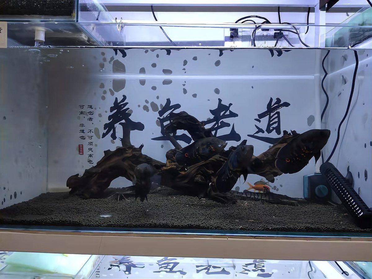 鸚鵡魚裸缸還是放沉木好【鸚鵡魚的飼養方法】
