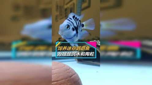 鸚鵡魚裸缸還是放沉木好【鸚鵡魚的飼養方法】 鸚鵡魚裸缸還是放沉木好【鸚鵡魚的飼養方法】 龍魚論壇 第10張