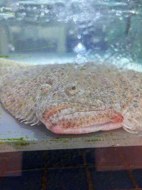 多寶魚(yú)圖片真實(shí)【《多寶魚(yú)圖片真實(shí)》*:多寶魚(yú)作為一種備受關(guān)注的水產(chǎn)品】 龍魚(yú)論壇 第4張 多寶魚(yú)圖片真實(shí)【《多寶魚(yú)圖片真實(shí)》*:多寶魚(yú)作為一種備受關(guān)注的水產(chǎn)品】 多寶魚(yú)圖片真實(shí)【《多寶魚(yú)圖片真實(shí)》*:多寶魚(yú)作為一種備受關(guān)注的水產(chǎn)品】 龍魚(yú)論壇 第4張