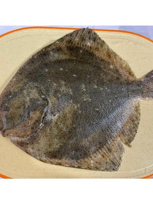 多寶魚(yú)圖片真實(shí)【《多寶魚(yú)圖片真實(shí)》*:多寶魚(yú)作為一種備受關(guān)注的水產(chǎn)品】 龍魚(yú)論壇 第3張 多寶魚(yú)圖片真實(shí)【《多寶魚(yú)圖片真實(shí)》*:多寶魚(yú)作為一種備受關(guān)注的水產(chǎn)品】 多寶魚(yú)圖片真實(shí)【《多寶魚(yú)圖片真實(shí)》*:多寶魚(yú)作為一種備受關(guān)注的水產(chǎn)品】 龍魚(yú)論壇 第3張