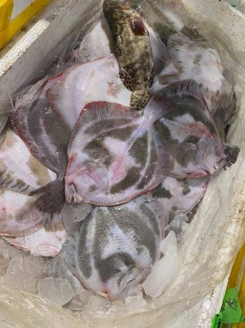 多寶魚(yú)圖片真實(shí)【《多寶魚(yú)圖片真實(shí)》*:多寶魚(yú)作為一種備受關(guān)注的水產(chǎn)品】 龍魚(yú)論壇 第16張 多寶魚(yú)圖片真實(shí)【《多寶魚(yú)圖片真實(shí)》*:多寶魚(yú)作為一種備受關(guān)注的水產(chǎn)品】 多寶魚(yú)圖片真實(shí)【《多寶魚(yú)圖片真實(shí)》*:多寶魚(yú)作為一種備受關(guān)注的水產(chǎn)品】 龍魚(yú)論壇 第16張