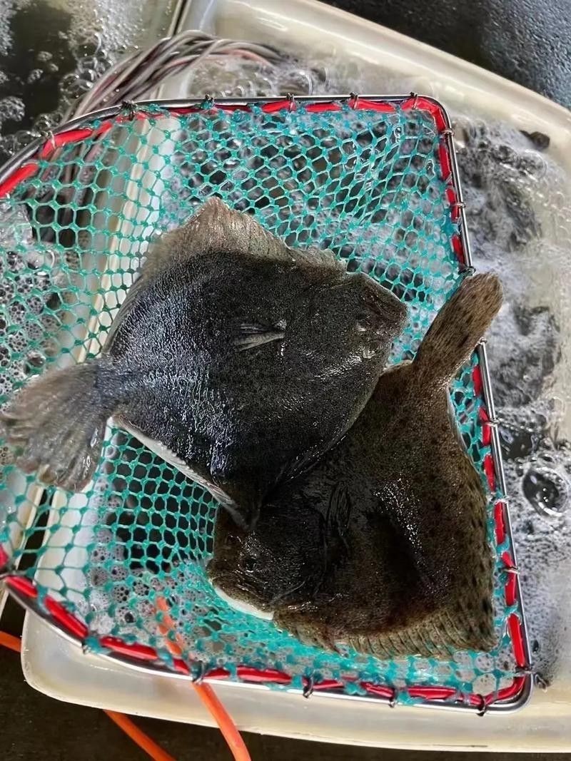 多寶魚(yú)圖片真實(shí)【《多寶魚(yú)圖片真實(shí)》*:多寶魚(yú)作為一種備受關(guān)注的水產(chǎn)品】 龍魚(yú)論壇 第17張 多寶魚(yú)圖片真實(shí)【《多寶魚(yú)圖片真實(shí)》*:多寶魚(yú)作為一種備受關(guān)注的水產(chǎn)品】 多寶魚(yú)圖片真實(shí)【《多寶魚(yú)圖片真實(shí)》*:多寶魚(yú)作為一種備受關(guān)注的水產(chǎn)品】 龍魚(yú)論壇 第17張