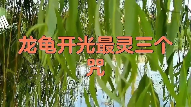 龍龜擺放時(shí)需要開光嗎？【龍龜開光最簡(jiǎn)單方法不是錦鯉樹龍龜開光最靈三個(gè)咒p圖匠小色醬】