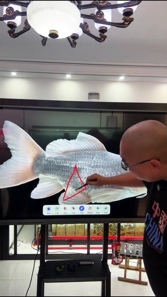 蝴蝶鯉魚品種大全【蝴蝶鯉品種盤點：蝴蝶鯉品種及其特征、飼養要點等內容】