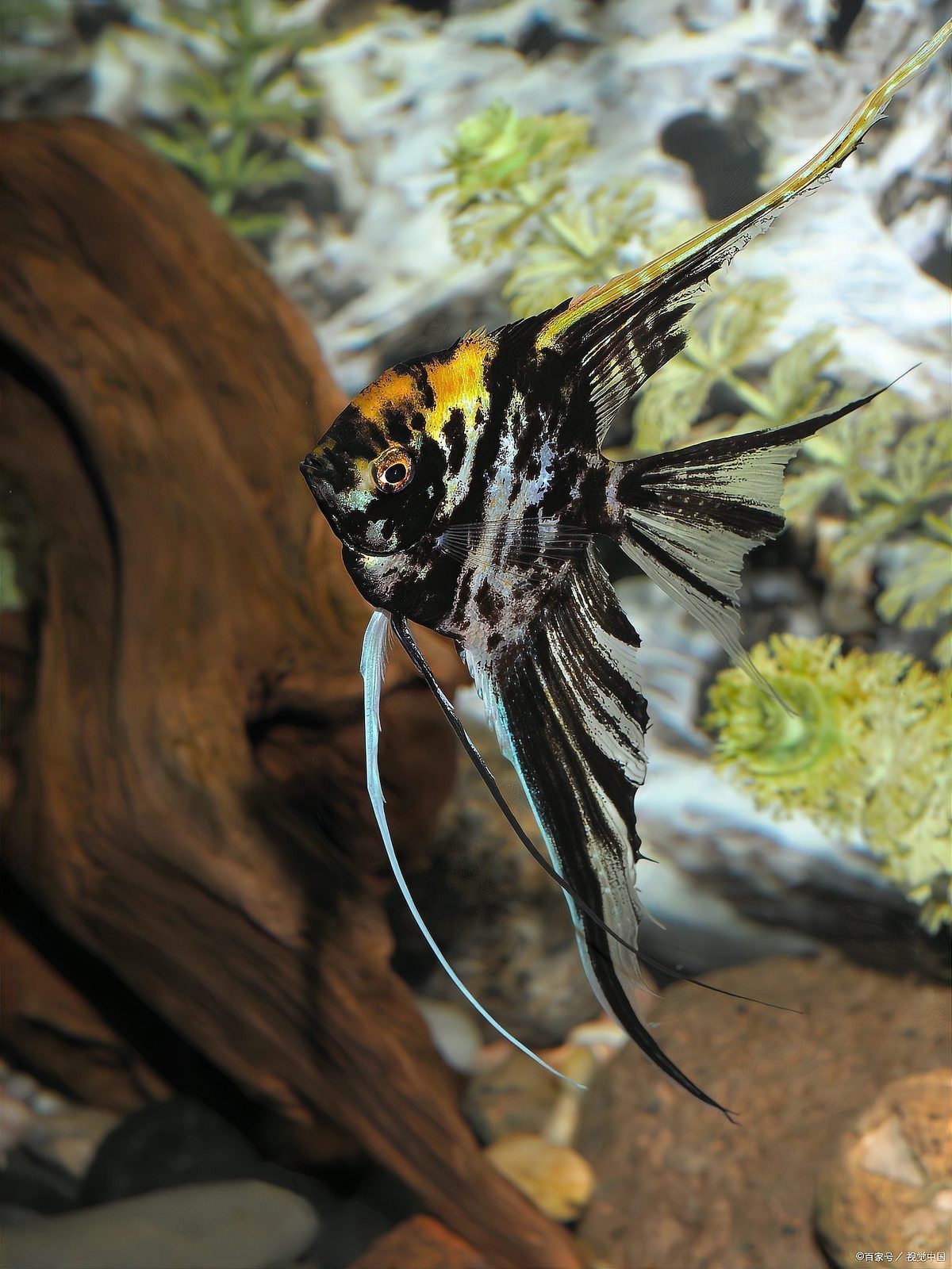 如何判斷水質(zhì)是否適合飼養(yǎng)金龍魚【金龍魚的飼養(yǎng)方法】