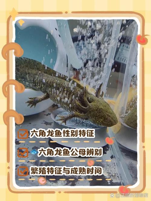 給我一張龍魚等級區分圖【《龍魚等級區分圖相關要點》】