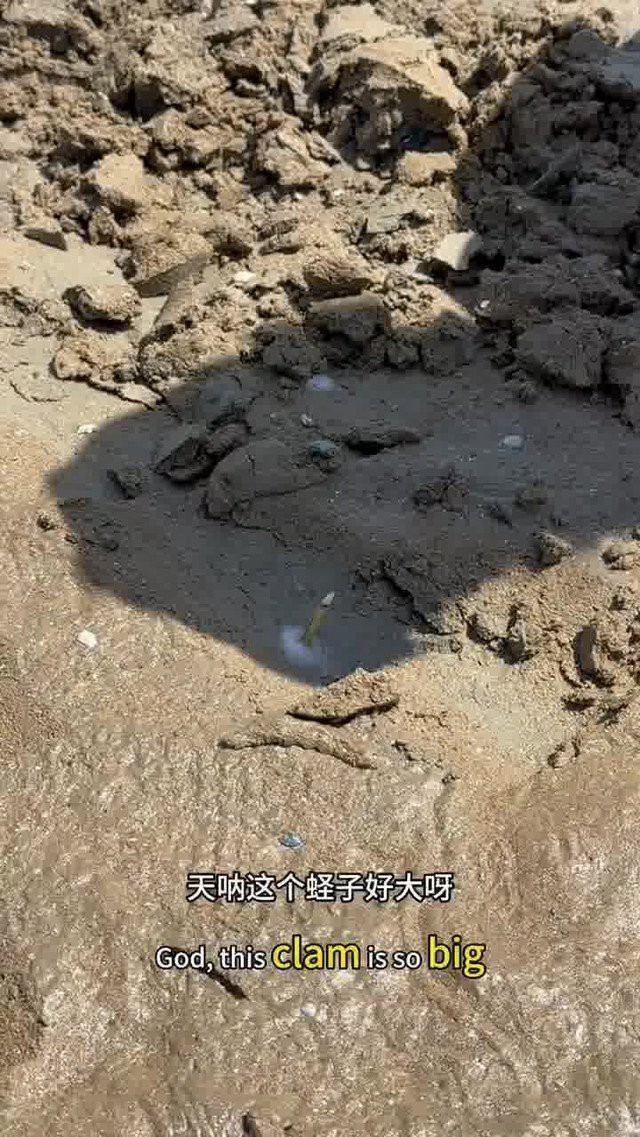 青島趕海必去十大魚【《青島趕海必去十大勝地全攻略》青島趕海必去十大勝地】 青島趕海必去十大魚【《青島趕海必去十大勝地全攻略》青島趕海必去十大勝地】 龍魚論壇 第1張
