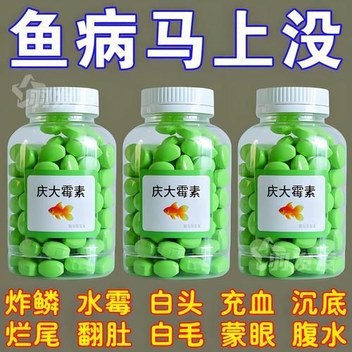 龍魚爛鰓最怕三個東西圖片【龍魚爛鰓最怕的三個關鍵因素】