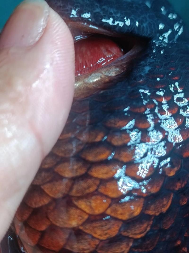 龍魚爛鰓最怕三個東西圖片【龍魚爛鰓最怕的三個關鍵因素】