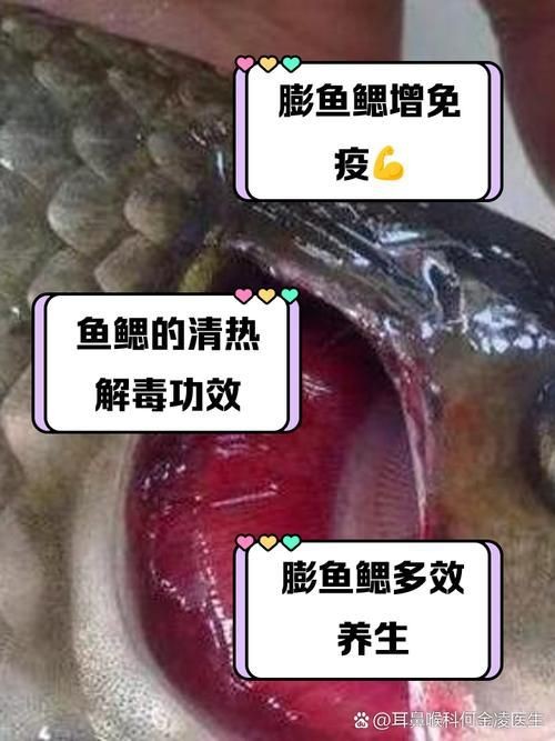 龍魚爛鰓最怕三個東西圖片【龍魚爛鰓最怕的三個關鍵因素】