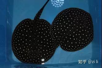 淡水魟魚圖片【浙江海洋監測預報[需手動填充]淡水魟魚】