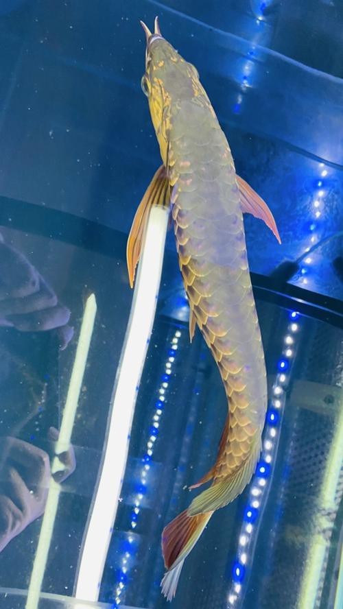 龍魚腹部鼓包怎么辦？，龍魚腹部鼓包會自愈嗎，如何預防龍魚腹部鼓包？