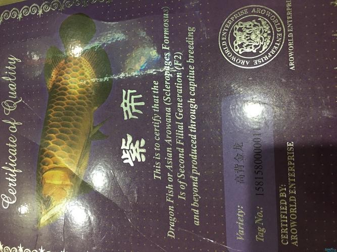 金龍魚鱗片第6排圖片【《金龍魚鱗片第6排圖片探秘》】