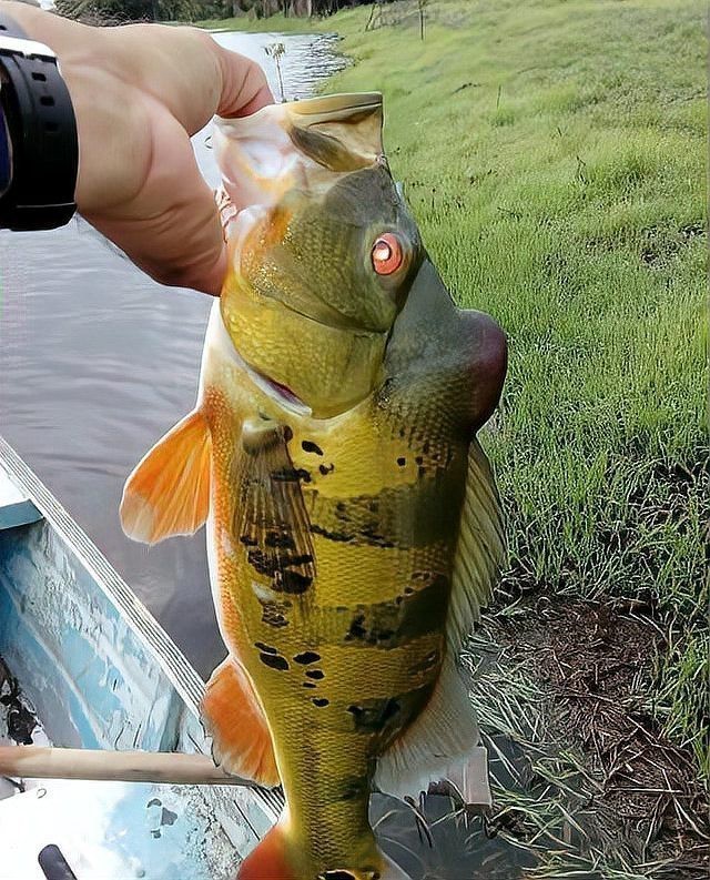 帝王三間魚多少錢一條【帝王三間魚哪個品種最貴帝王三間魚價格被吐槽】