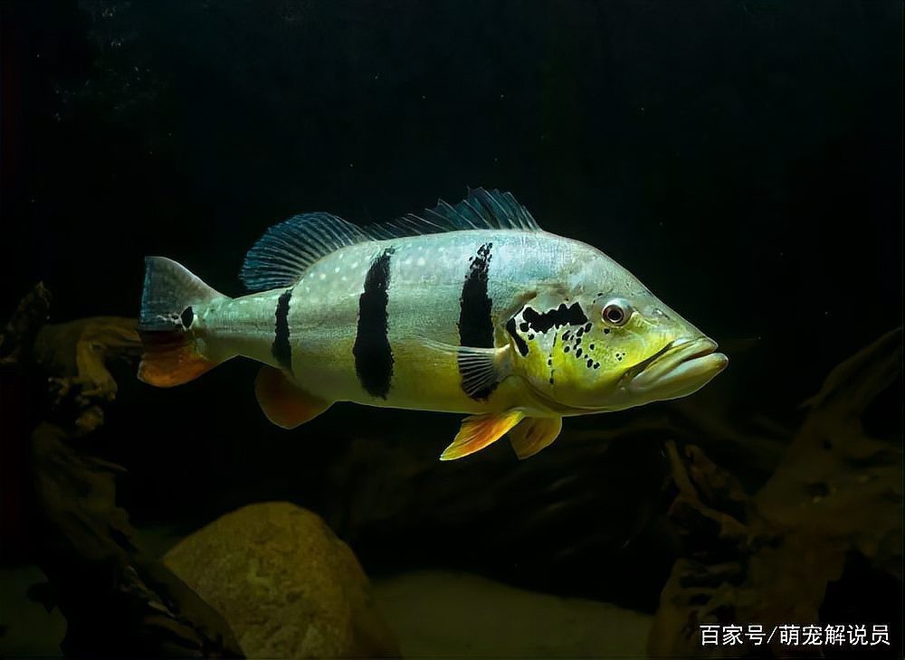帝王三間魚多少錢一條【帝王三間魚哪個品種最貴帝王三間魚價格被吐槽】