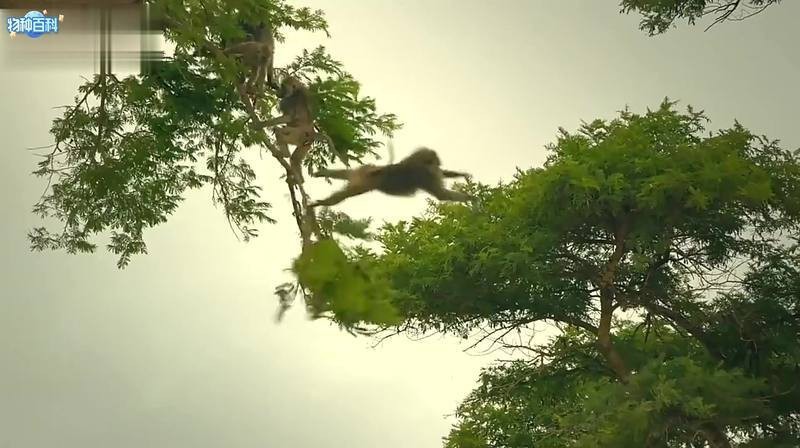 狒狒救小鯊的視頻【《狒狒救小鯊：令人驚嘆的奇妙一幕》】