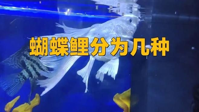 蝴蝶鯉哪個品種最漂亮【疆小援-防坑手冊蝴蝶鯉哪種品種最好】