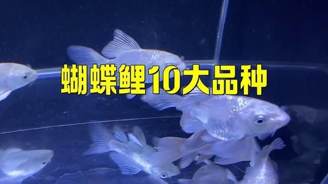 蝴蝶鯉哪個品種最漂亮【疆小援-防坑手冊蝴蝶鯉哪種品種最好】