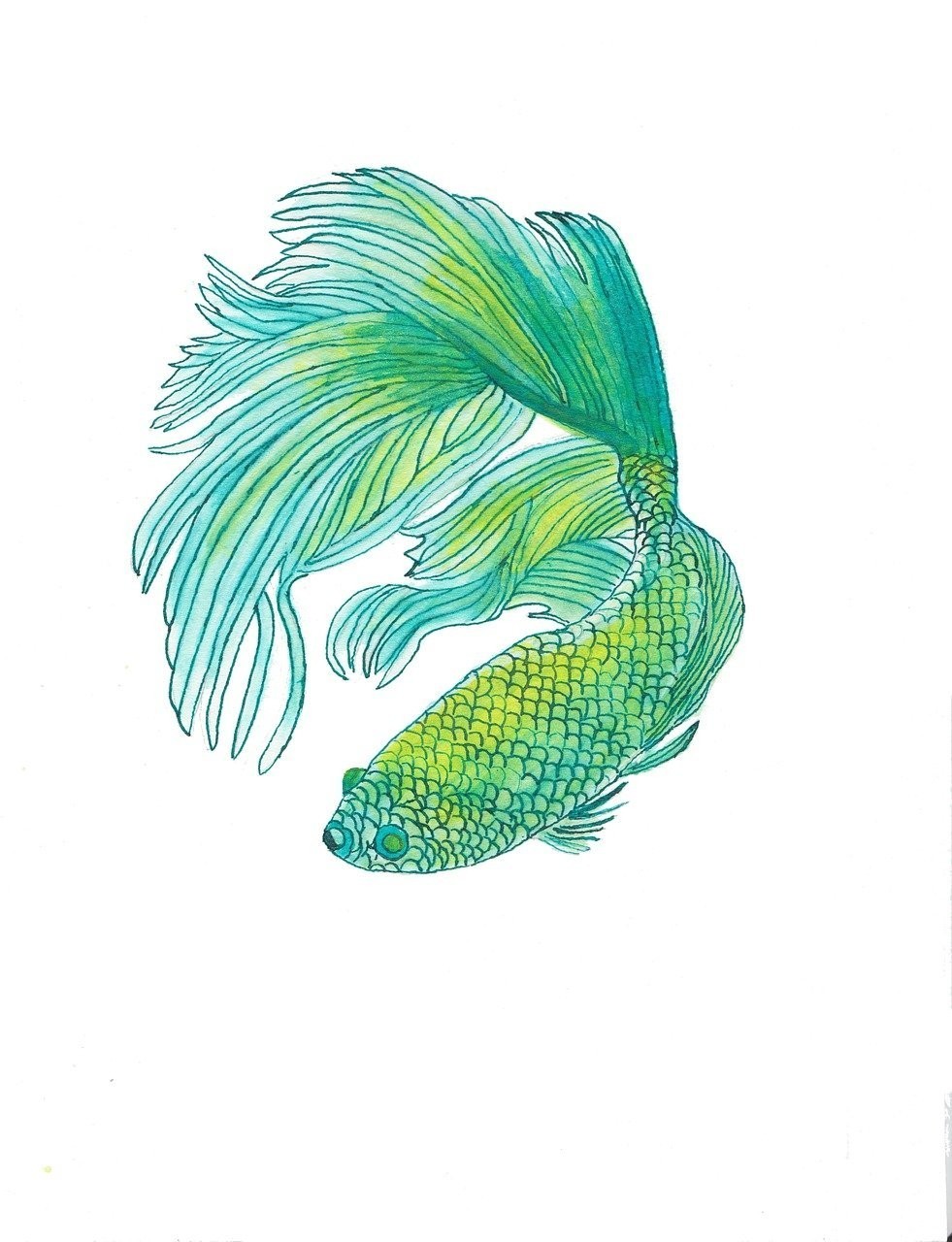永定區龍鳳水族寵物用品館（永定區龍鳳水族寵物用品館地址）【永定區龍鳳水族寵物品館】