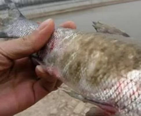 水霉病最簡單治療【水霉病怎么治療】