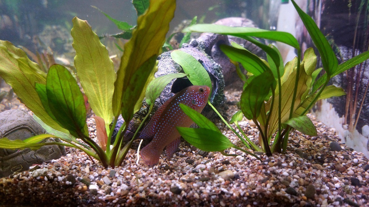 龍魚魚鰭充血最怕三個東西【變性龍魚鰭充血的原因】