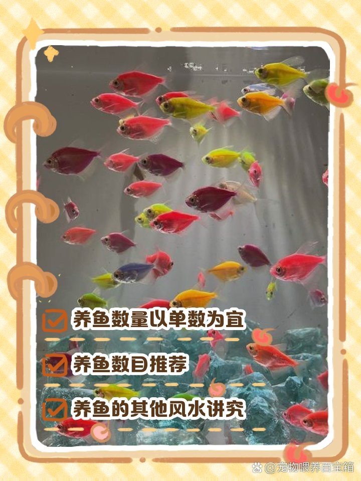 魚缸養7條魚還是9條魚【關于魚缸養殖7條與9條魚的優劣與適用場景建議】 魚缸養7條魚還是9條魚【關于魚缸養殖7條與9條魚的優劣與適用場景建議】 龍魚論壇 第1張