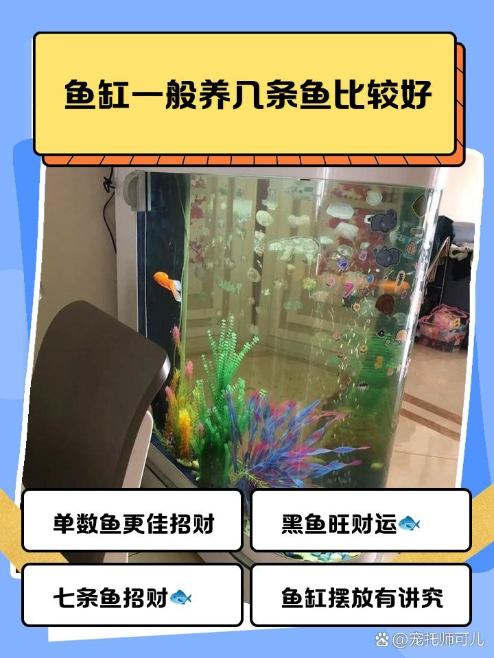 魚缸養7條魚還是9條魚【關于魚缸養殖7條與9條魚的優劣與適用場景建議】 魚缸養7條魚還是9條魚【關于魚缸養殖7條與9條魚的優劣與適用場景建議】 龍魚論壇 第2張
