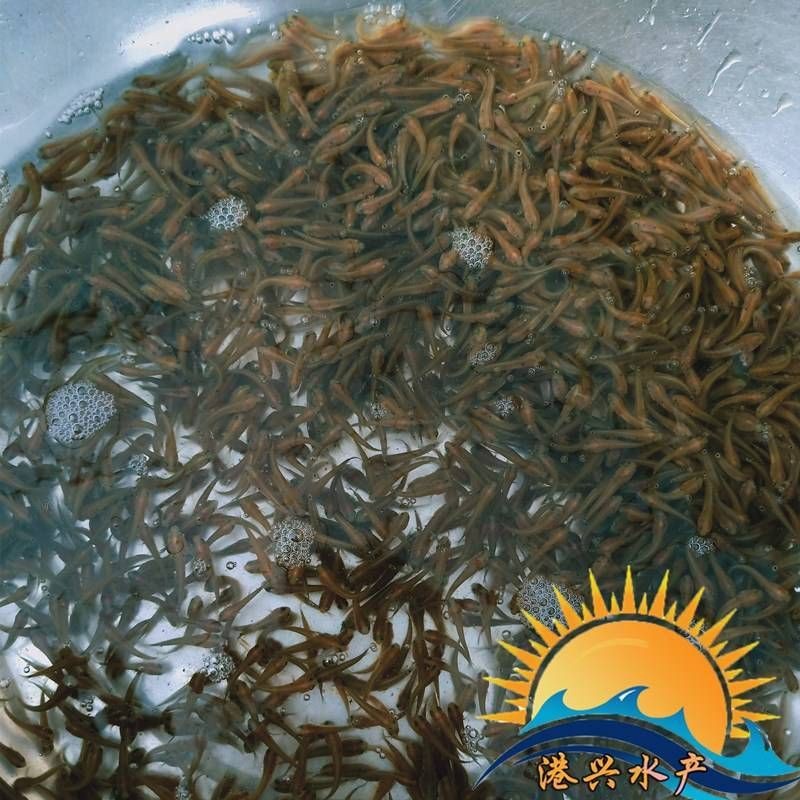 花星魚多少錢一斤【花星魚價格多少錢一斤】
