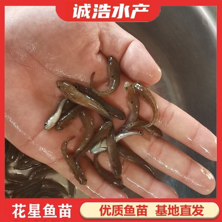 花星魚多少錢一斤【花星魚價格多少錢一斤】