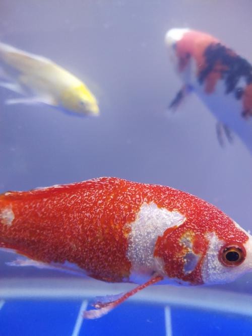能提供紅龍魚白點病的圖片嗎？【——龍魚白點病初期圖片及治療指南】 能提供紅龍魚白點病的圖片嗎？【——龍魚白點病初期圖片及治療指南】 龍魚論壇 第15張