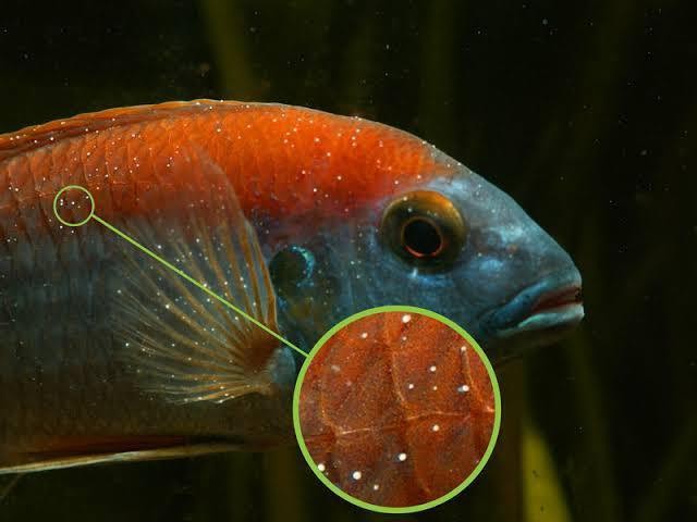 能提供紅龍魚白點病的圖片嗎？【——龍魚白點病初期圖片及治療指南】 能提供紅龍魚白點病的圖片嗎？【——龍魚白點病初期圖片及治療指南】 龍魚論壇 第21張