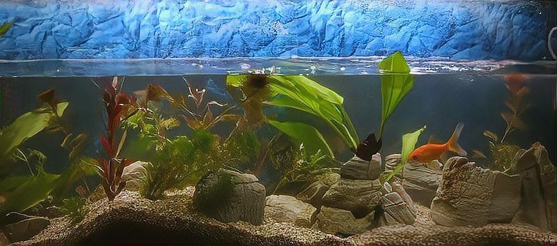 風水魚一般養幾條【風水魚一般養幾條，在風水學說中有一定的講究與推薦】