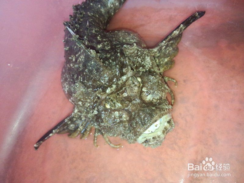 虎魚怎么處理才沒毒【如何處理毒素排名第一的虎魚】