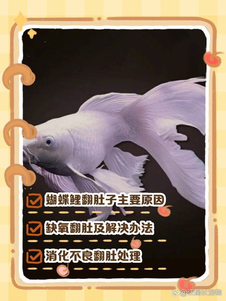 蝴蝶鯉翻肚皮解決方法【蝴蝶鯉翻肚皮怎么辦】