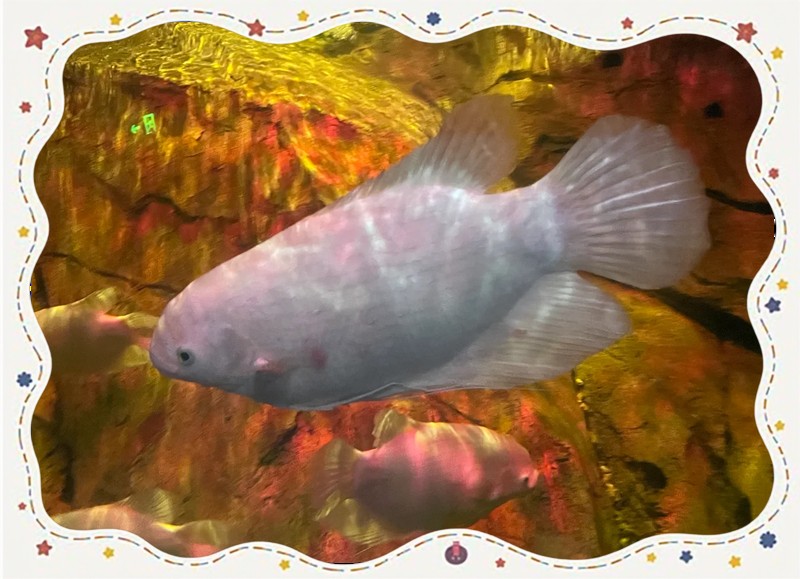 招財山水魚大全圖片【地球取暖指南針，招財魚科普|見者發財非抽象派的俠豬潔】