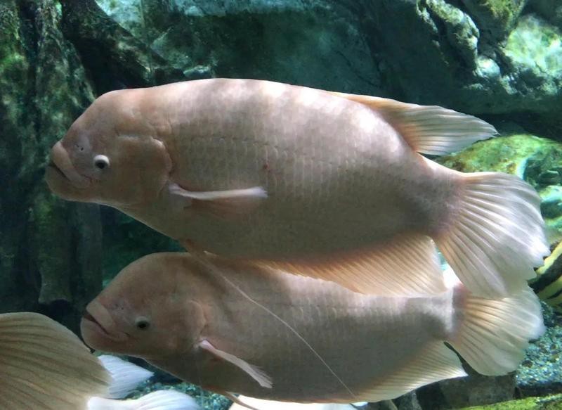 招財山水魚大全圖片【地球取暖指南針，招財魚科普|見者發財非抽象派的俠豬潔】