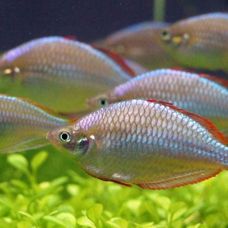 電光美人魚咬別的魚嗎【混養(yǎng)電光美人魚的注意事項】