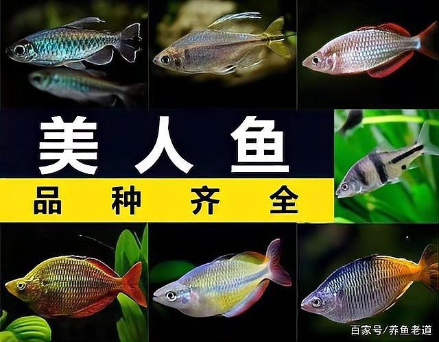 電光美人魚咬別的魚嗎【混養(yǎng)電光美人魚的注意事項】
