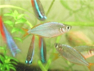 電光美人魚咬別的魚嗎【混養(yǎng)電光美人魚的注意事項】