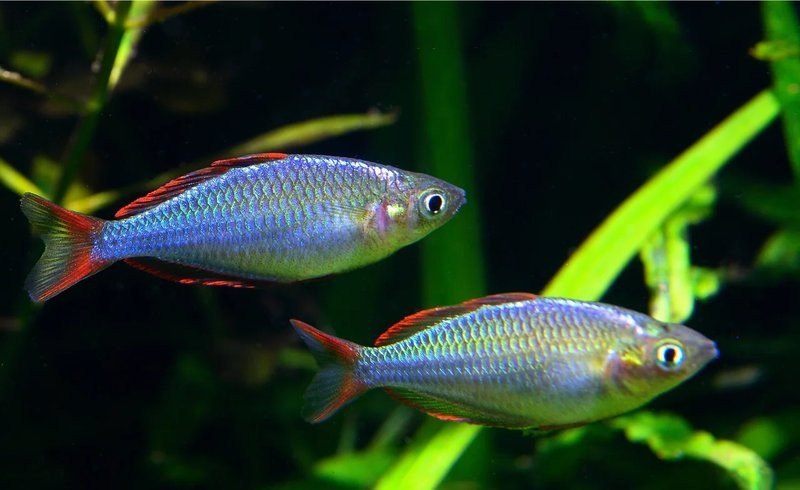 電光美人魚咬別的魚嗎【混養(yǎng)電光美人魚的注意事項】