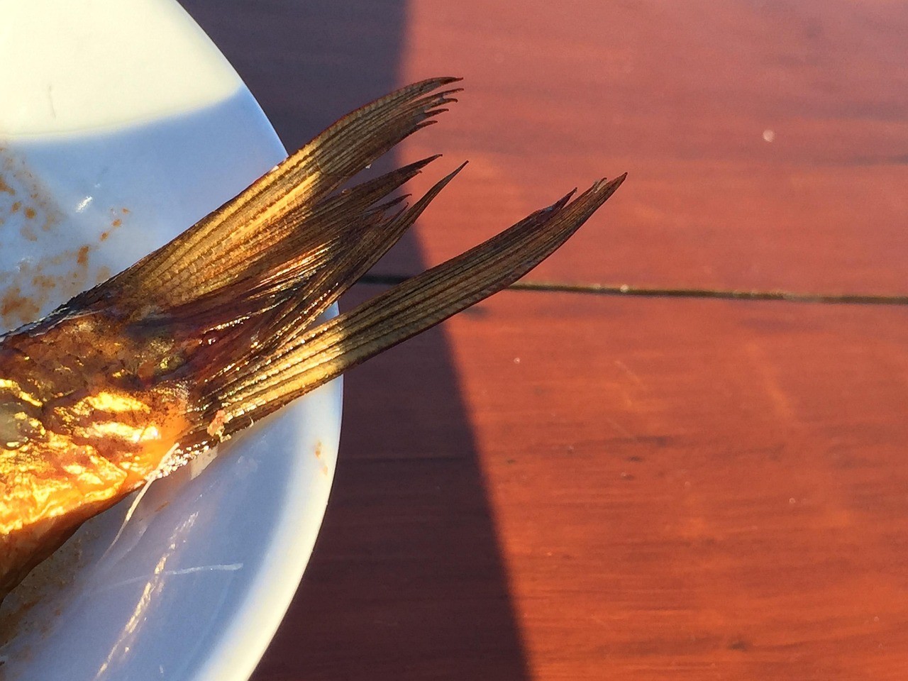 龍魚尾巴爛了怎么辦【龍魚尾巴爛了是什么原因導致的，龍魚尾巴爛了可能由多種原因導致】