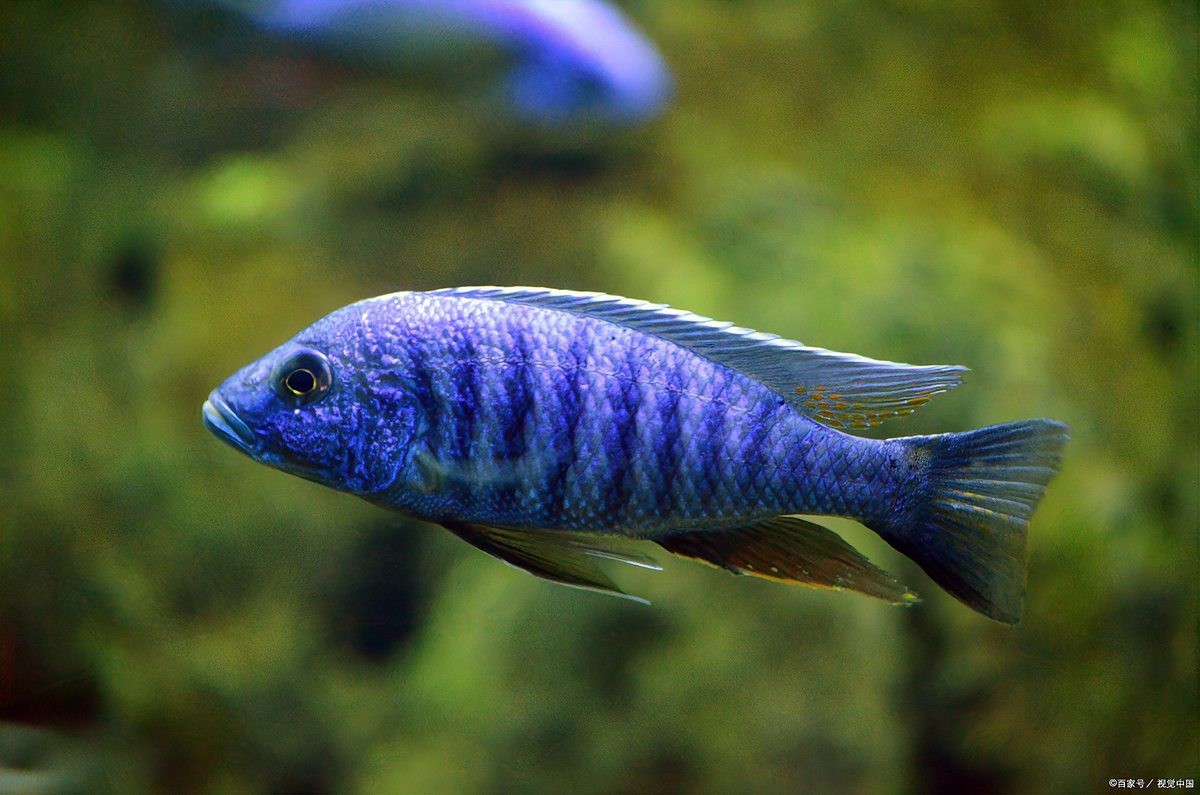 能詳細介紹一下紅金龍魚嗎？【《紅金龍魚：獨特而珍稀的觀賞魚》】