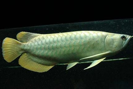 青龍魚價格一覽表【青龍魚價格一覽表青龍魚價格一覽表】