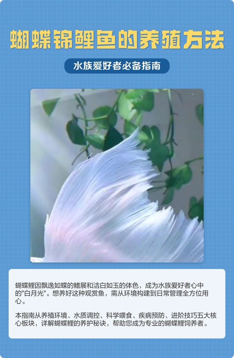 蝴蝶鯉魚養殖方法【《蝴蝶鯉魚養殖3，換水時新水和老水的溫差不一種極具觀賞價值】